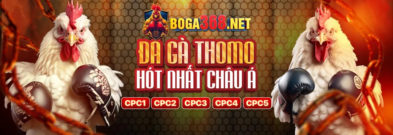 Cảnh đấu trường gà chọi sôi động tại Thienhabet